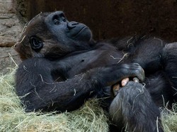 Jari Tangan Gorila Ini Mirip Manusia