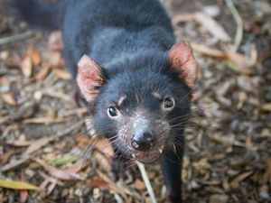 Foto: Si Hewan Setan