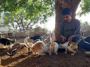 Kisah Sedih Kota yang Lebih Banyak Kucingnya ketimbang Manusia