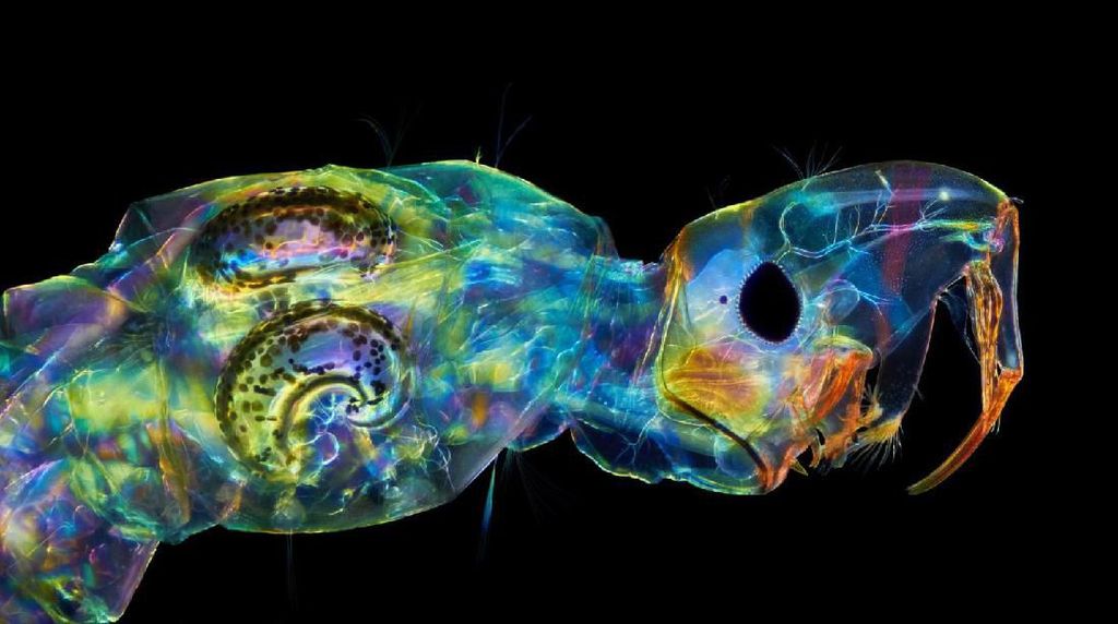 Keindahan Dunia Mikroskopis yang Memukau Mata Keindahan Dunia Mikroskopis yang Memukau Mata