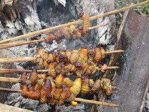 Begini Rasanya Makan Ulat Sagu di Papua