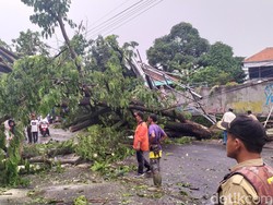 7 Pohon Tumbang di Jalur Cianjur-Sukabumi, 1 Mobil Rusak