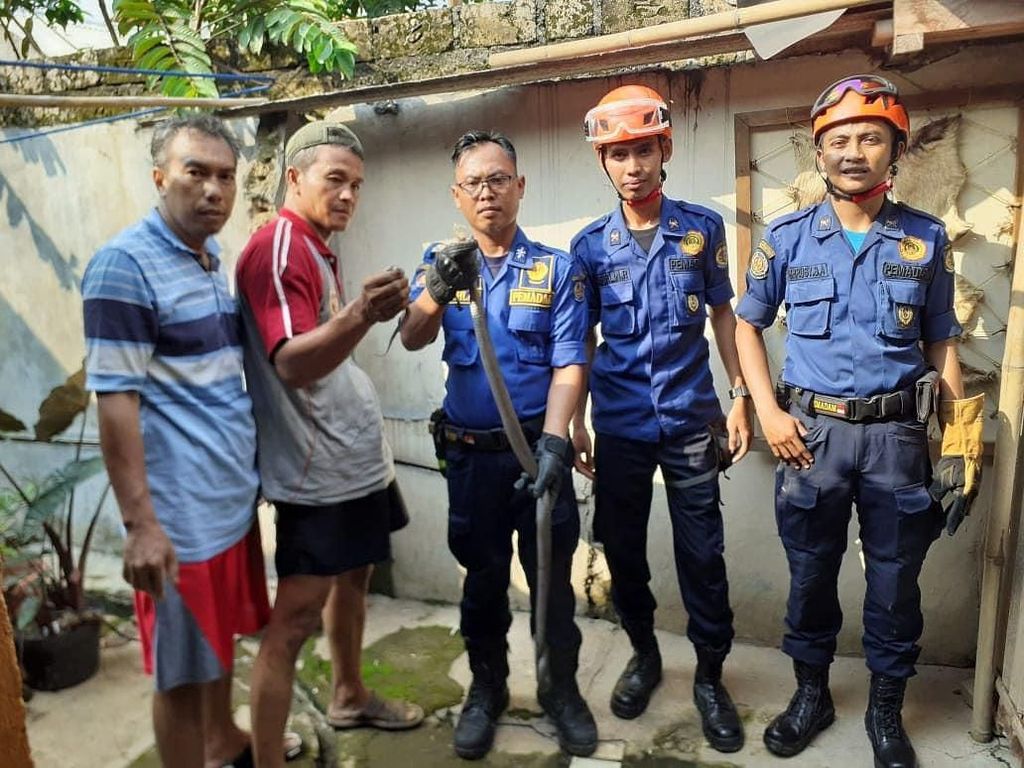 Ada Warga Digigit, Damkar Bojongsari Depok Tangkap 9 Kobra Ada Warga Digigit, Damkar Bojongsari Depok Tangkap 9 Kobra