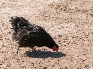 Marak Pencurian Ayam di Karangasem, Korbannya Termasuk Polisi Marak Pencurian Ayam di Karangasem, Korbannya Termasuk Polisi