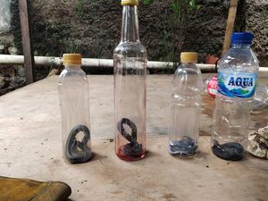 Waspada Ular Saat Beberes Rumah Usai Banjir, Lakukan Hal-hal Ini