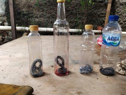 Waspada Ular Saat Beberes Rumah Usai Banjir, Lakukan Hal-hal Ini