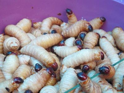 Foto: Makan Ulat Sagu Papua, Mau Coba?