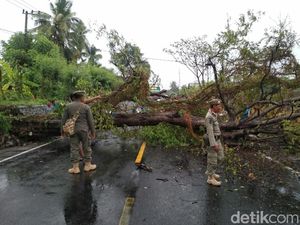 Awali Tahun 2020, Pohon Asam Tumbang Macetkan Jalur Pantura Situbondo