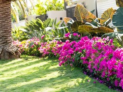 5 Kesalahan Rawat Taman Ini Bisa Mengundang Hama ke Rumah, Hindari!