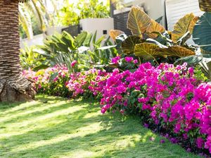 5 Kesalahan Rawat Taman Ini Bisa Mengundang Hama ke Rumah, Hindari! 5 Kesalahan Rawat Taman Ini Bisa Mengundang Hama ke Rumah, Hindari!