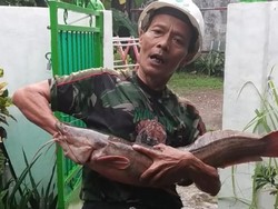Warga Pitara Depok Tak Sengaja Tangkap Lele Jumbo Saat Hujan Deras