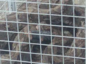 Ini Hewan Hidup yang Paling Banyak Diimpor RI dari China