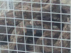 Ini Hewan Hidup yang Paling Banyak Diimpor RI dari China