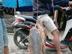 Lebak Diterjang Banjir Bandang, Warga di Hilir Rebutan Ikan Mabuk