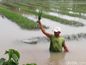 Tanaman Bawang di Brebes Gagal Panen Akibat Banjir
