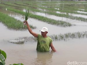 Terendam Banjir, 300 Ha Tanaman Bawang di Brebes Dipastikan Busuk