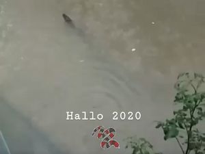 Ular Berenang di Banjir, Pakar Reptil Imbau Warga Waspada Hanyutnya Hewan Liar