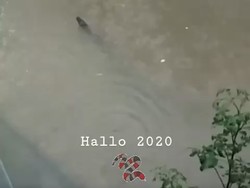 Ular Berenang di Banjir, Pakar Reptil Imbau Warga Waspada Hanyutnya Hewan Liar