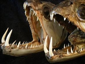 Deretan Foto Mumi Ikan Monster yang Menyeramkan