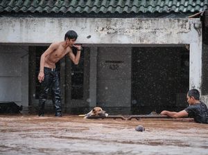Detik-detik Penyelamatan Anjing yang Terjebak Banjir di Depok Detik-detik Penyelamatan Anjing yang Terjebak Banjir di Depok
