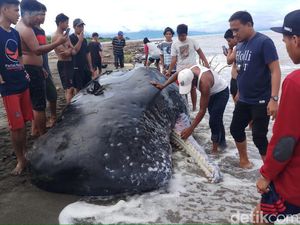 Paus Ukuran 9 Meter Ditemukan Mati Terdampar di Perairan Mamuju Sulbar
