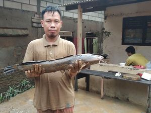 Bersihkan Lumpur Sisa Banjir, Warga Jaksel Temukan Lele Jumbo di Kamar Bersihkan Lumpur Sisa Banjir, Warga Jaksel Temukan Lele Jumbo di Kamar