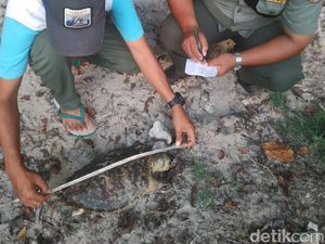 2 Penyu Mati Diduga Kena Kail, BKSDA Ingatkan Nelayan Pangandaran 2 Penyu Mati Diduga Kena Kail, BKSDA Ingatkan Nelayan Pangandaran