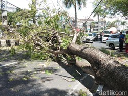 Pohon Tumbang Timpa Mobil di By Pass Ngurah Rai Bali
