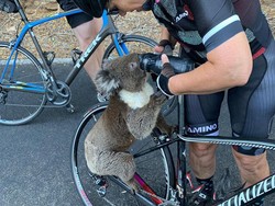 Viral, Pesepeda Beri Minum Koala yang Kehausan