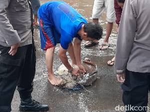 Jaring Ikan di Lokasi Banjir, Warga di Bekasi Ini Dapat Lele Gede