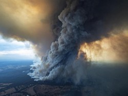 Australia Selamatkan Pinus Purba dari Kebakaran Hutan