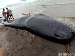 Bangkai Paus Berukuran  9 Meter Terdampar di Mamuju