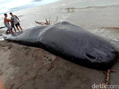 Bangkai Paus Berukuran  9 Meter Terdampar di Mamuju