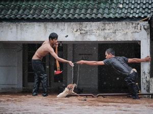 Potret Heroik Damkar-Warga Selamatkan Anjing Terjebak Banjir Potret Heroik Damkar-Warga Selamatkan Anjing Terjebak Banjir