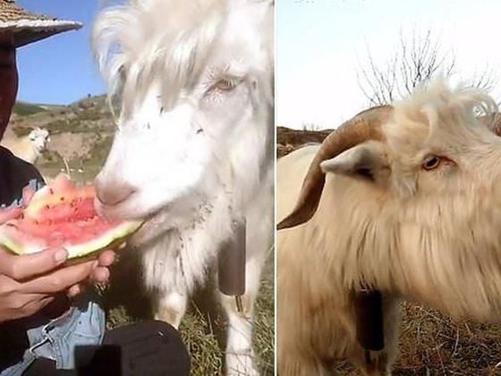 Hobi Curi Makanan, Aksi Kucing hingga Kambing Ini Bikin Gemas Hobi Curi Makanan, Aksi Kucing hingga Kambing Ini Bikin Gemas