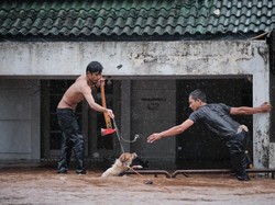 Viral Kisah Heroik Penyelamatan Anjing yang Terjebak Banjir di Cinere