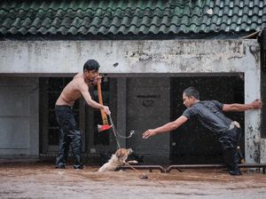 Viral Kisah Heroik Penyelamatan Anjing yang Terjebak Banjir di Cinere Viral Kisah Heroik Penyelamatan Anjing yang Terjebak Banjir di Cinere