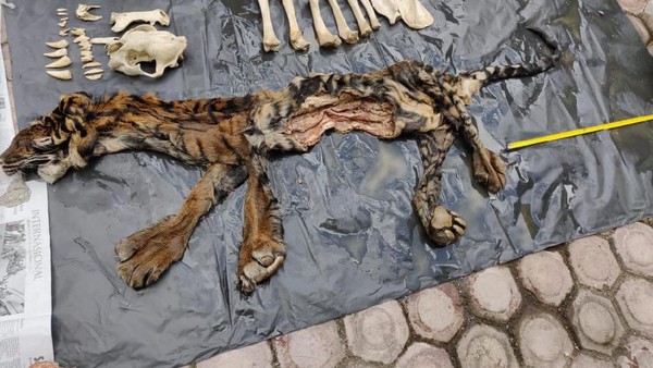 Kulit harimau yang dijual. (Dok. Polda Aceh) Kulit harimau yang dijual. (Dok. Polda Aceh)