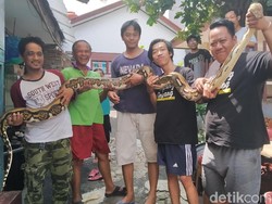 Geger Penangkapan Ular Saat Kebanjiran, Ternyata Aksi Memandikan