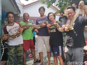 Geger Penangkapan Ular Saat Kebanjiran, Ternyata Aksi Memandikan Geger Penangkapan Ular Saat Kebanjiran, Ternyata Aksi Memandikan