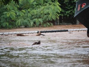 Evakuasi Hewan Korban Banjir Bikin Terharu