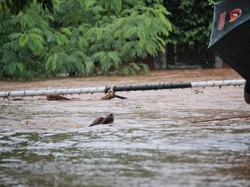Evakuasi Hewan Korban Banjir Bikin Terharu