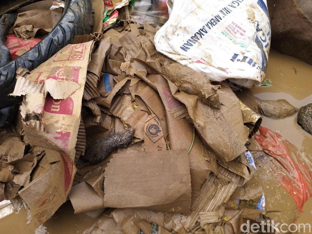 Banjir Mulai Surut, Menkes Terawan Fokus Antisipasi Penyakit Kencing Tikus Banjir Mulai Surut, Menkes Terawan Fokus Antisipasi Penyakit Kencing Tikus