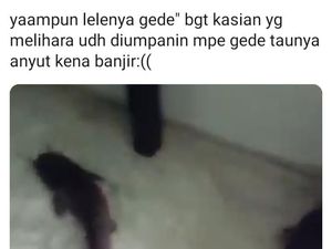 Viral! Penemuan Lele Dumbo Nyasar Di Rumah Warga yang Banjir