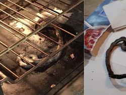 Waduh! Panggang Pizza, Keluarga Ini Malah Panggang Ular di Oven
