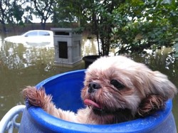 Orang Yogya Liburan ke Serpong, Malah Bantu Hewan Kebanjiran