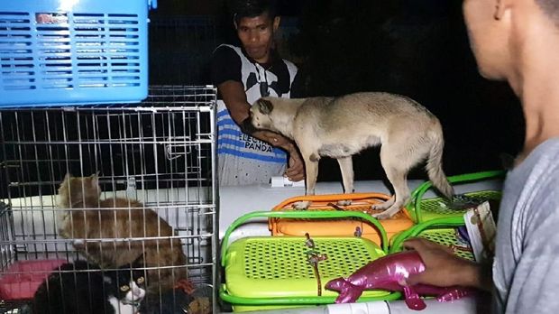 Banjir Jakarta dan Hewan-hewan Gemas yang 'Menangis'