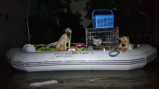 Banjir Jakarta dan Hewan-hewan Gemas yang 'Menangis'