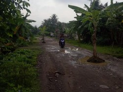 Warga Lakbok Ciamis Tanam Pohon Pisang di Jalan Rusak