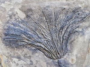 Fosil Hutan Tertua di Dunia Ditemukan di New York